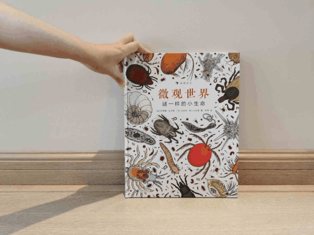 篮球的足球比赛_学校篮球足球比例规则图解_篮球的规矩和足球的规矩