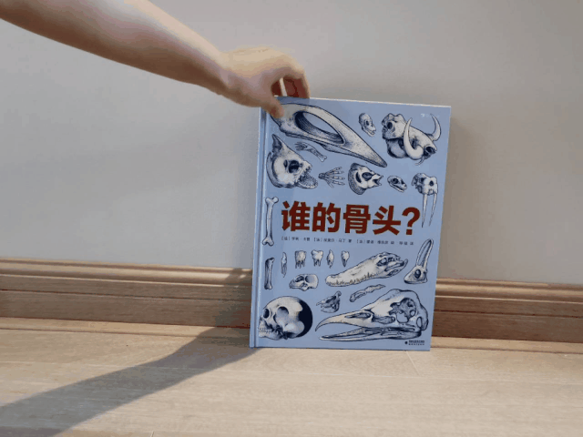 篮球的足球比赛_篮球的规矩和足球的规矩_学校篮球足球比例规则图解